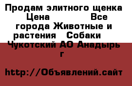 Продам элитного щенка › Цена ­ 30 000 - Все города Животные и растения » Собаки   . Чукотский АО,Анадырь г.